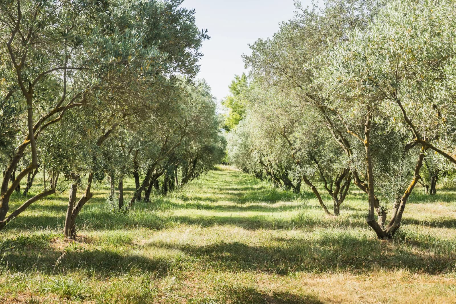 Space Warm, contemporary Provencal farmhouse - 4