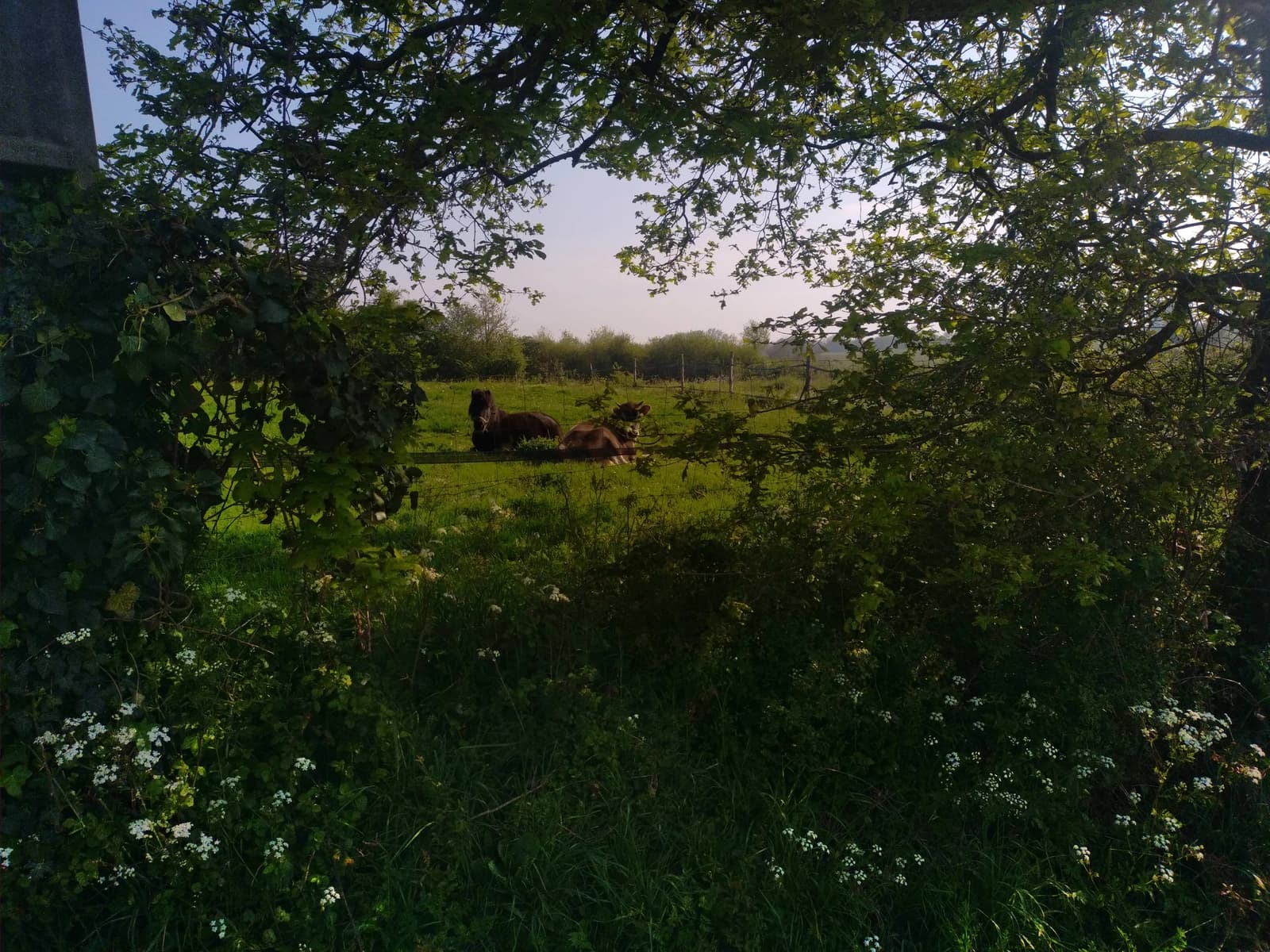 Space In the peace and quiet of a mini-farm - 4