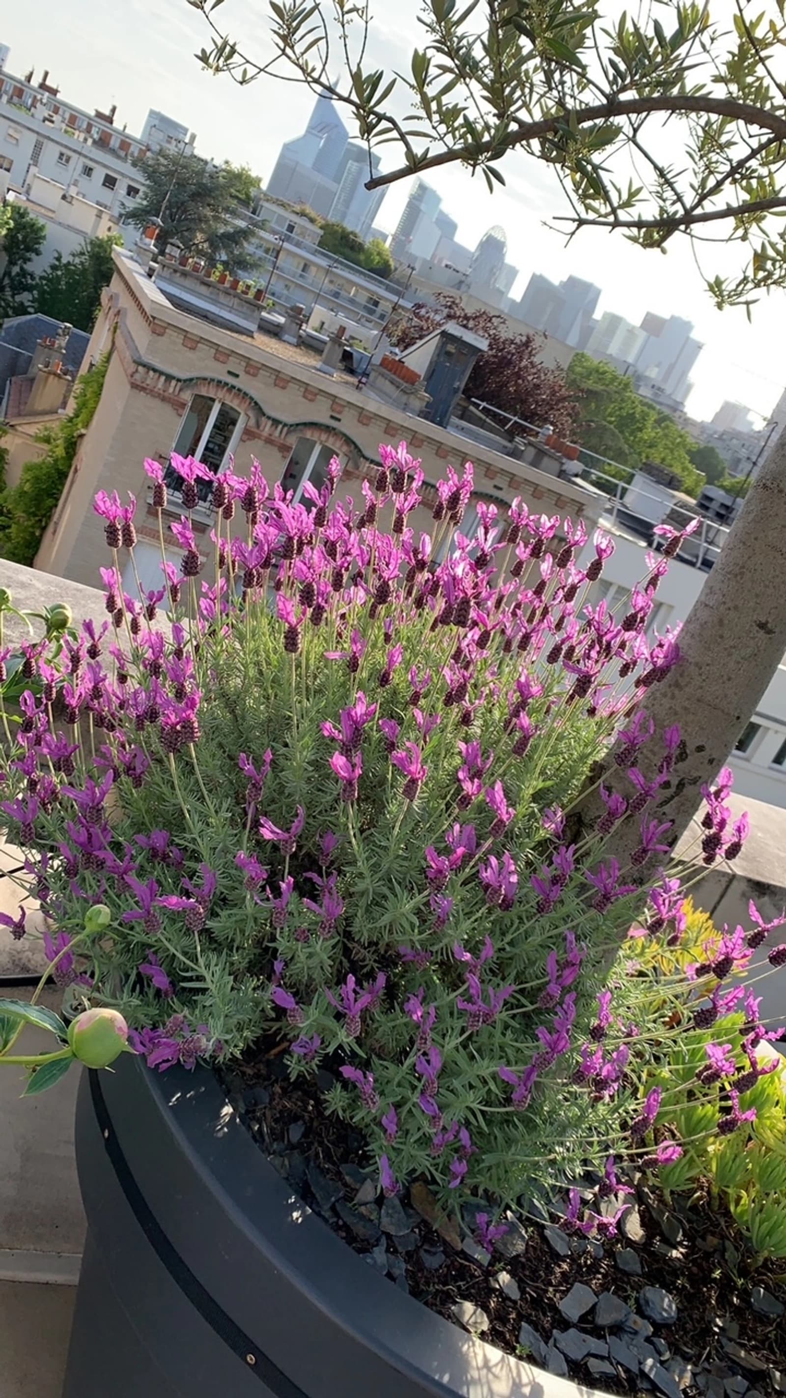Comedor en Neuilly-sur-Seine: azotea con vistas a La Défense - 1