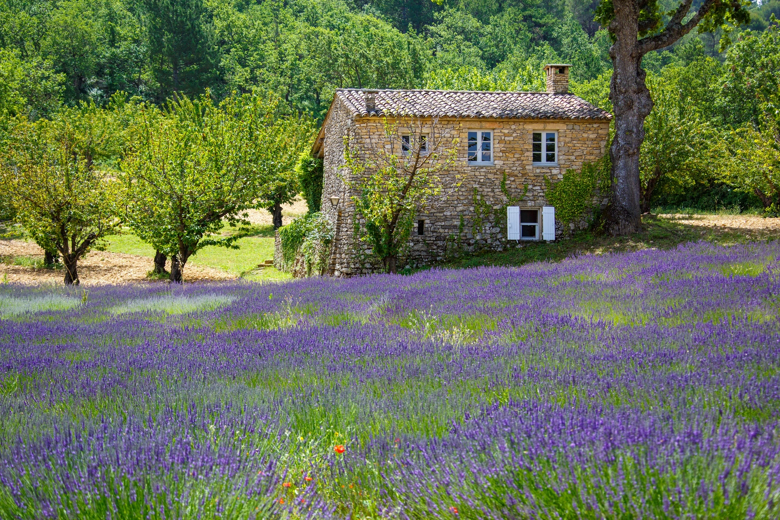Space Charming Bastide with pool in the heart of the Luberon - 4